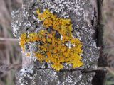 Xanthoria parietina