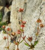 Potentilla fragiformis