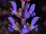 Salvia nemorosa. Цветки. Молдова, Криулянский р-н, окр. с. Бутучены. 14.06.2015.