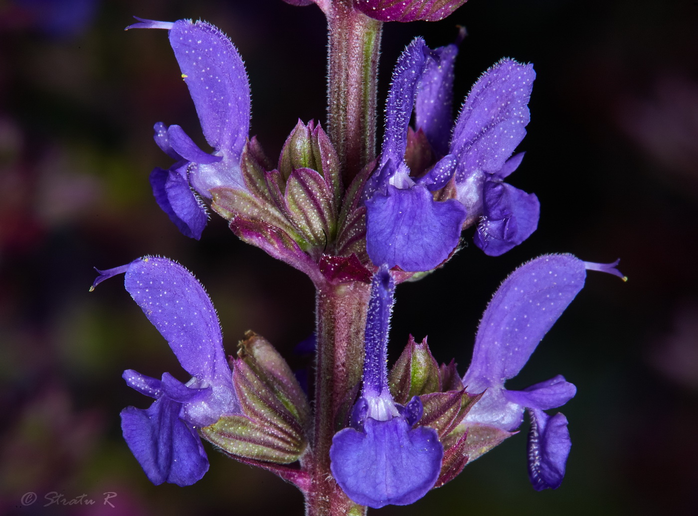 Изображение особи Salvia nemorosa.