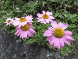 Chrysanthemum sinuatum