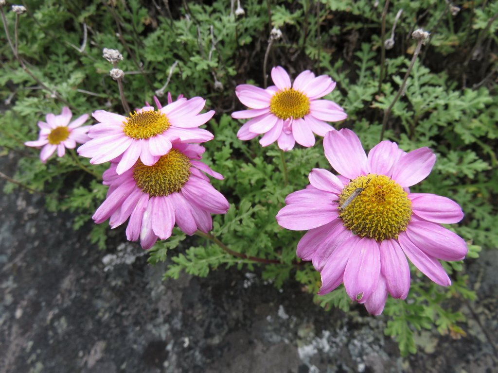 Image of Chrysanthemum sinuatum specimen.