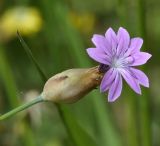 Petrorhagia dubia. Соцветие. Греция, Халкидики, окр. с. Ормилия (Ορμύλια). 21.04.2015.