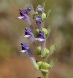 Scutellaria rupestris subspecies olympica