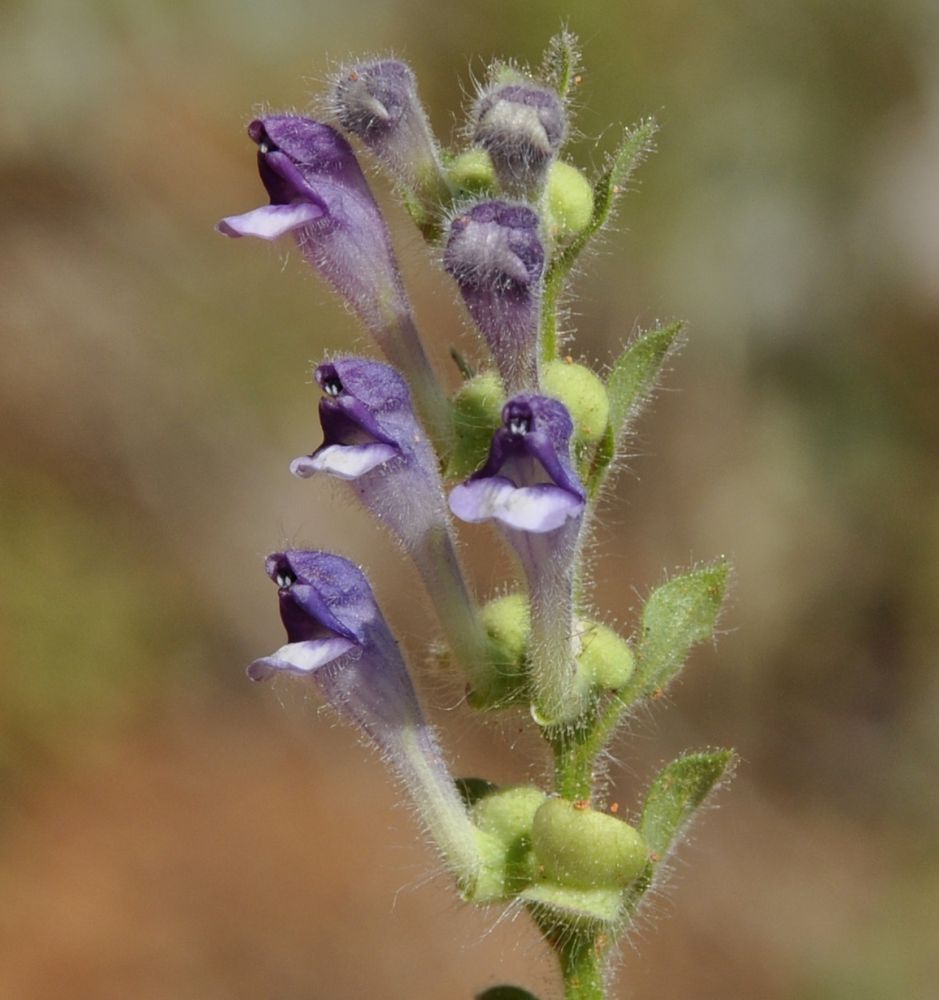 Image of Scutellaria rupestris ssp. olympica specimen.