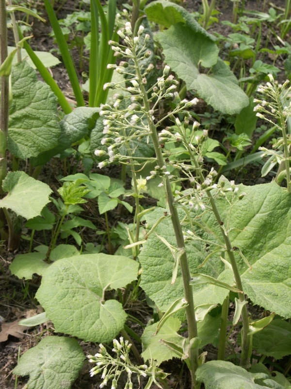 Image of Petasites albus specimen.