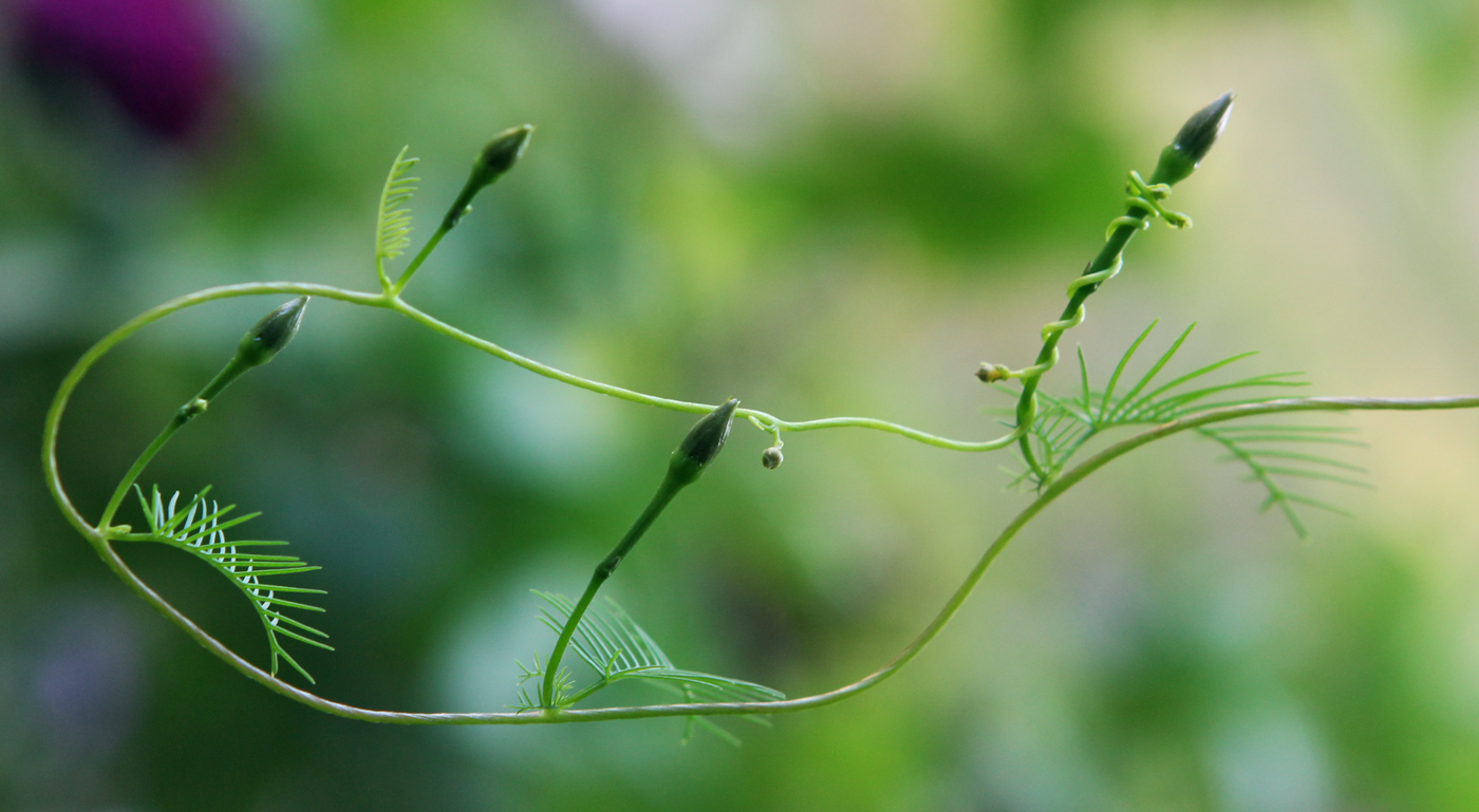 Image of Ipomoea quamoclit specimen.