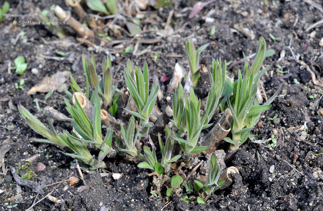 Image of Gypsophila paniculata specimen.