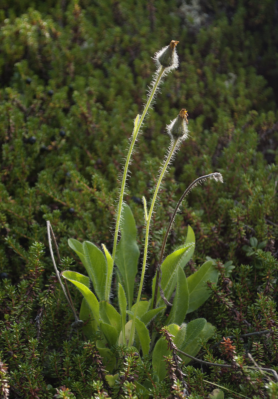 Изображение особи Hieracium subflexicaule.