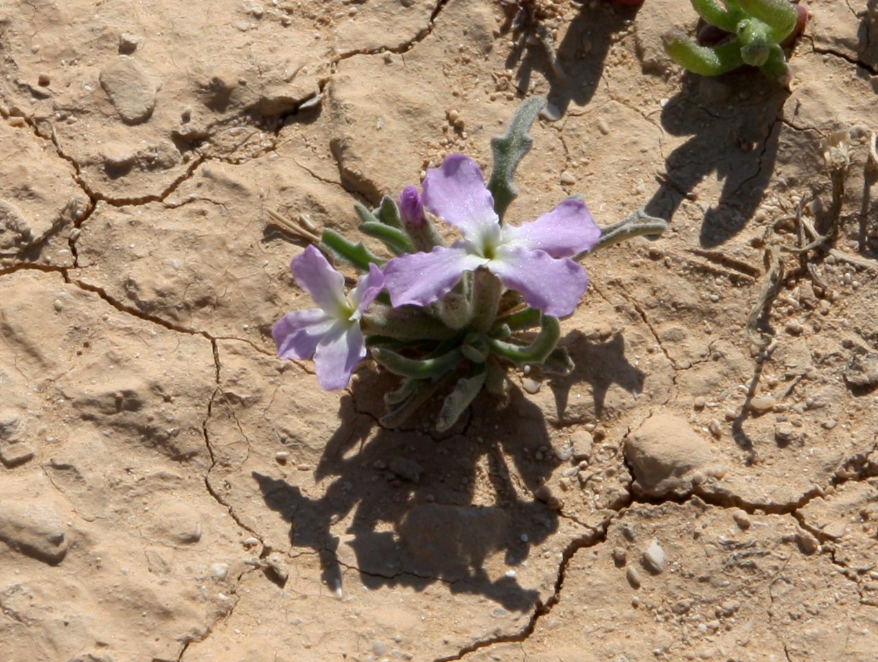 Изображение особи Matthiola longipetala ssp. livida.