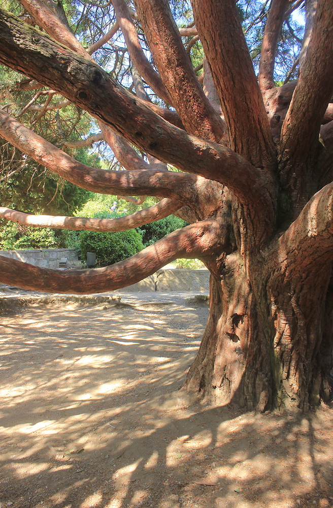 Изображение особи Sequoiadendron giganteum.