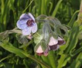 Cynoglossum creticum. Соцветие. Краснодарский край, м/о г. Новороссийск, гора Колдун, опушка дубового леса. 6 мая 2017 г.