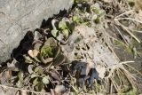 Cochlearia subspecies norvegica