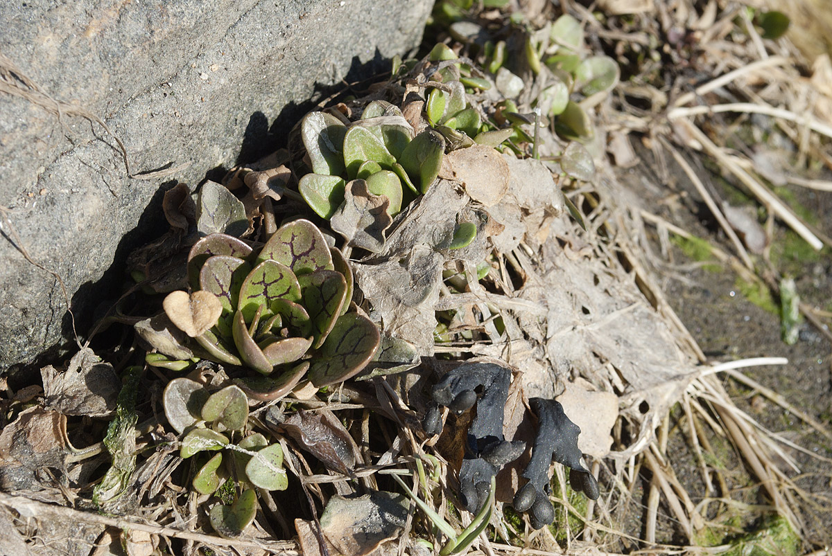 Image of Cochlearia officinalis ssp. norvegica specimen.