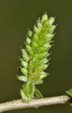 Salix pierotii