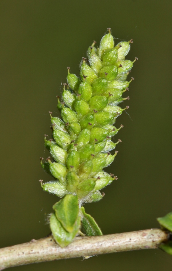 Image of Salix pierotii specimen.