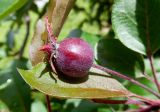 Malus &times; purpurea