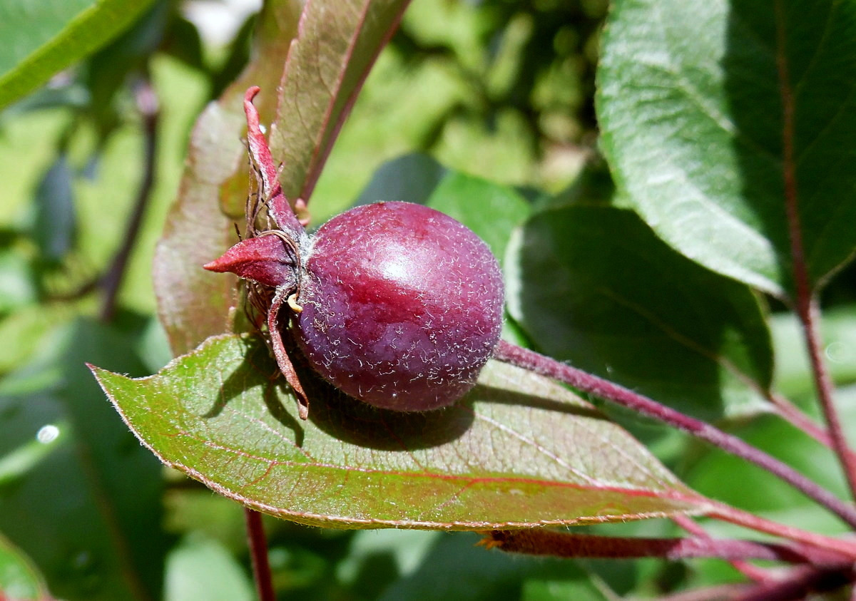 Image of Malus &times; purpurea specimen.