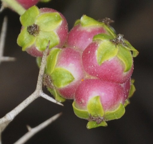 Изображение особи Sarcopoterium spinosum.