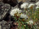 Ledum decumbens
