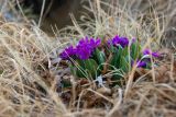 Primula nivalis