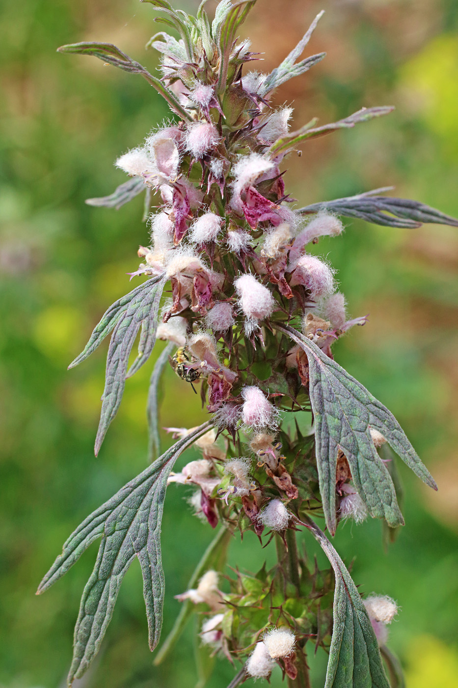 Изображение особи Leonurus turkestanicus.