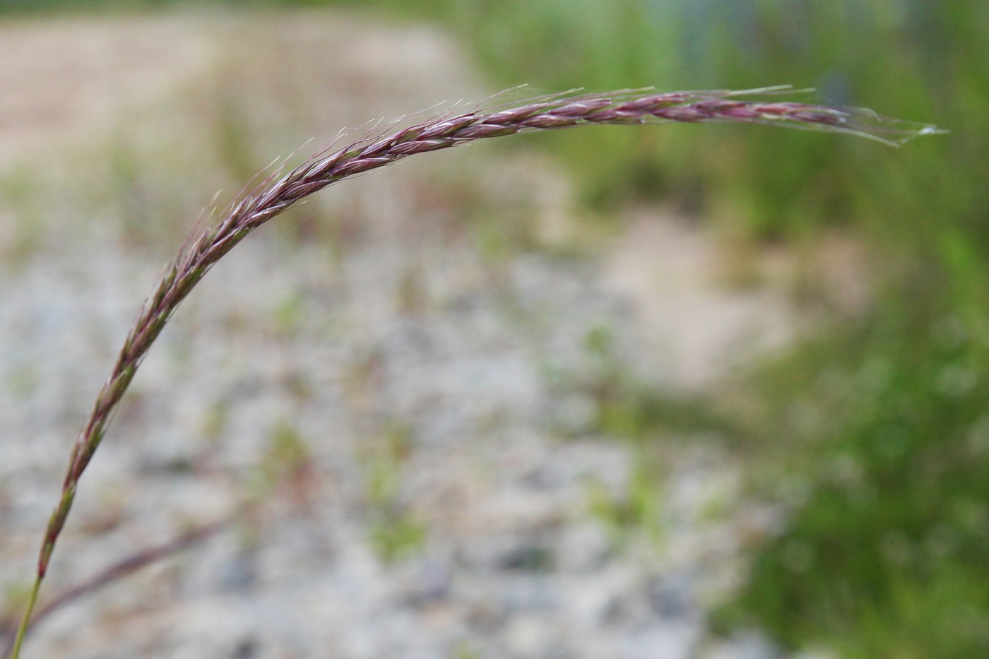 Изображение особи Elymus fibrosus.