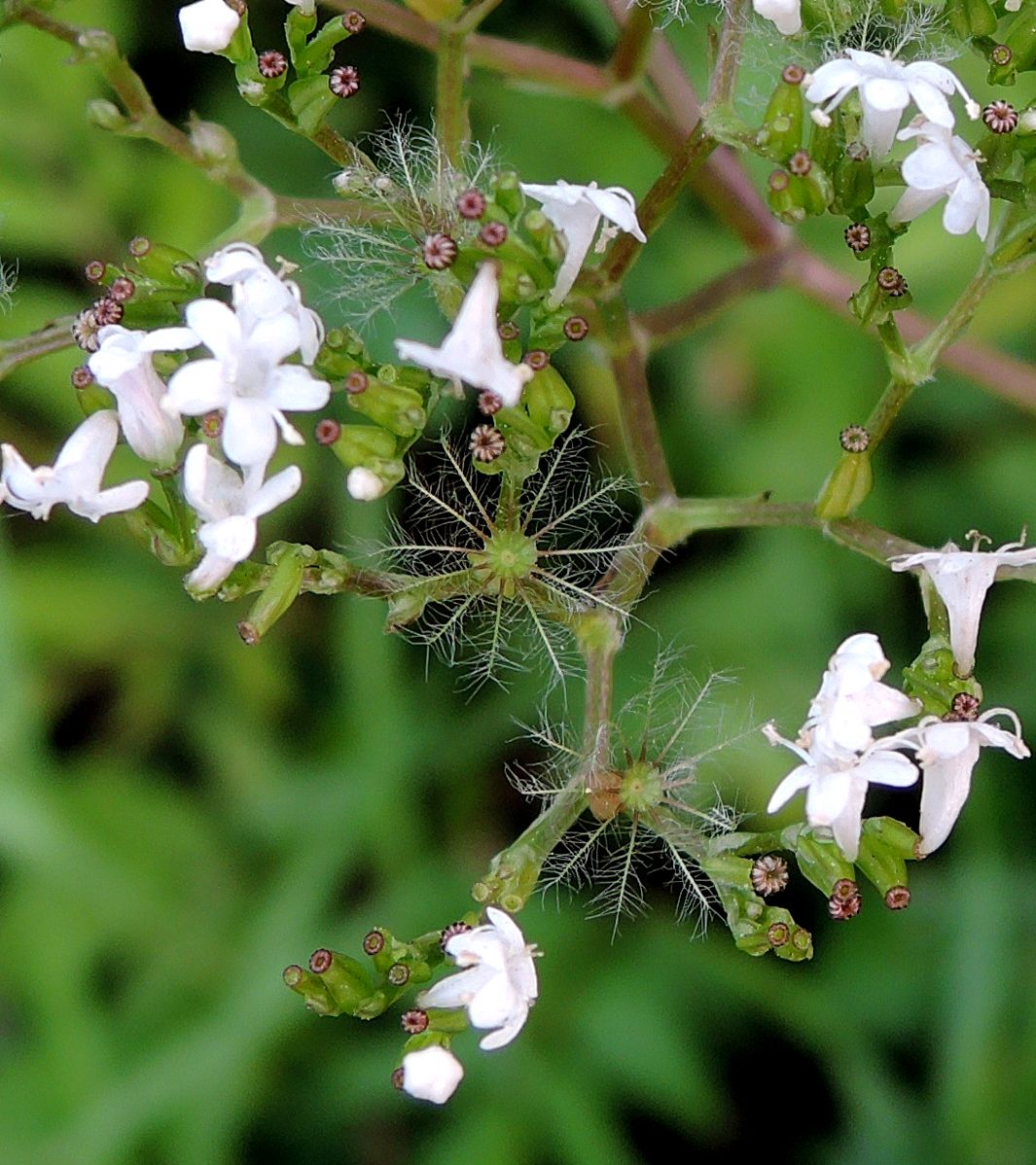 Image of Valeriana officinalis specimen.