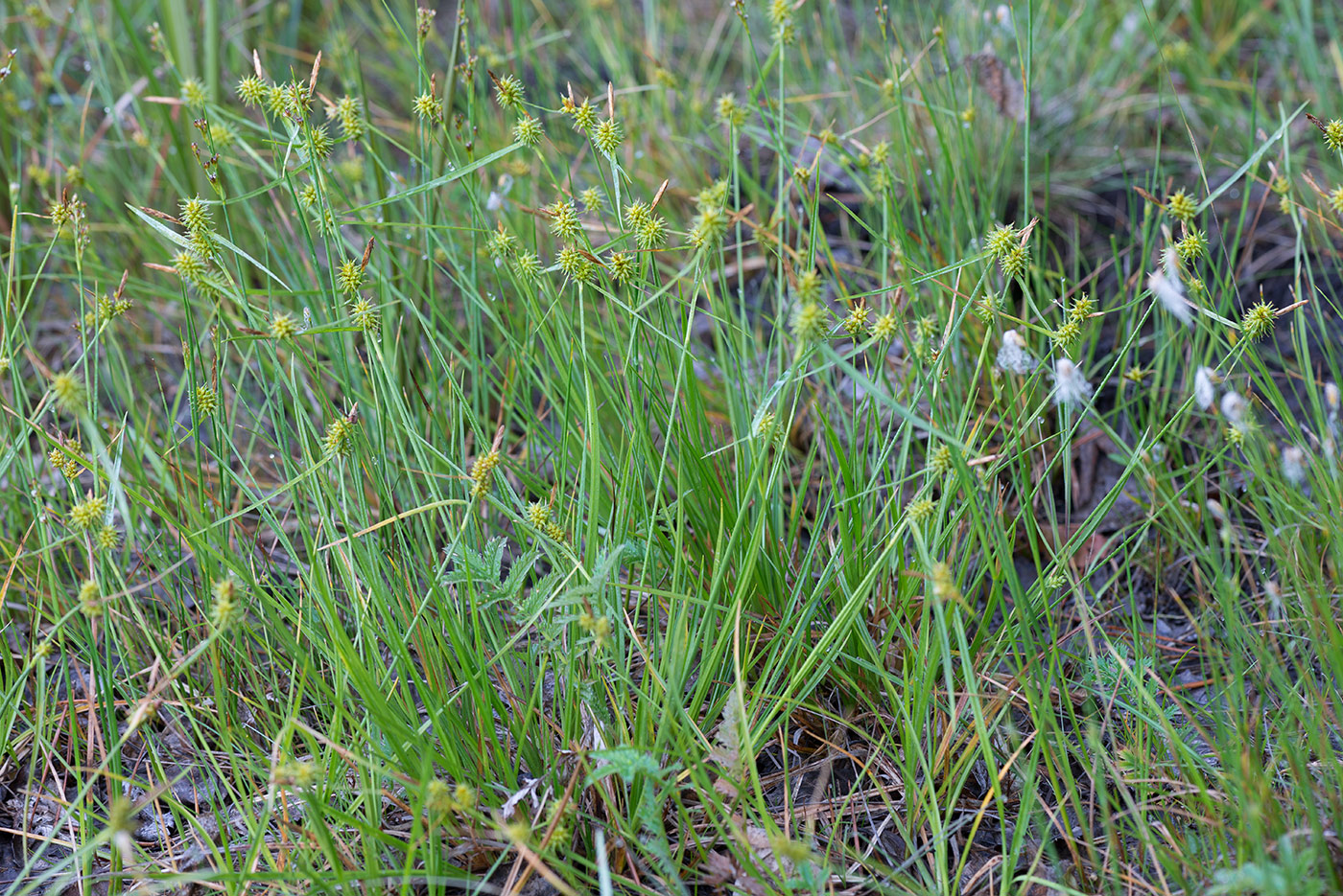 Image of Carex flava specimen.