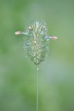 Phleum pratense