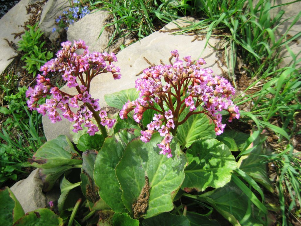 Image of Bergenia crassifolia specimen.