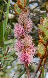 Hakea multilineata