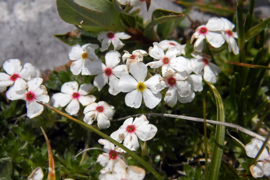 Image of Androsace villosa specimen.