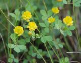 Trifolium campestre