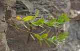 Euphorbia esula