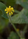 Senecio viscosus. Соцветие. Пермский край, г. Пермь, Кировский р-н, рядом с ост. Красавинский мост, насыпь. 11 сентября 2017 г.