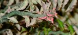 Euphorbia tithymaloides. Побег с циациями. Израиль, впадина Мёртвого моря, киббуц Эйн-Геди. 24.04.2017.