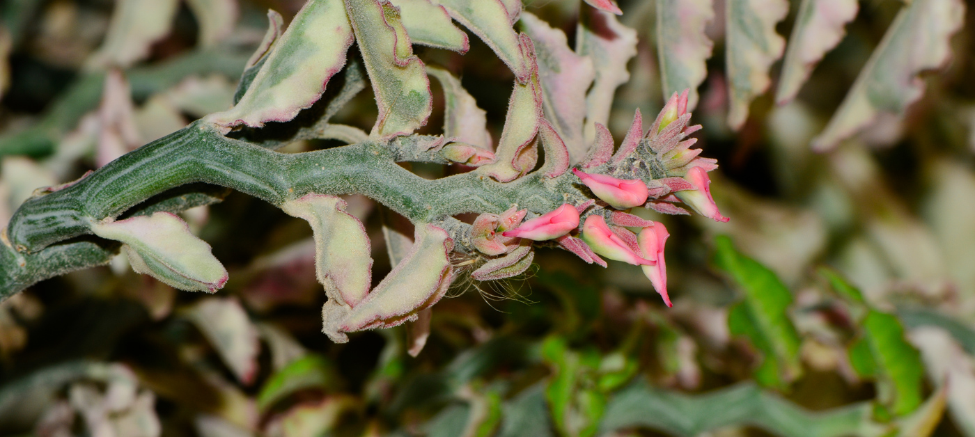 Изображение особи Euphorbia tithymaloides.