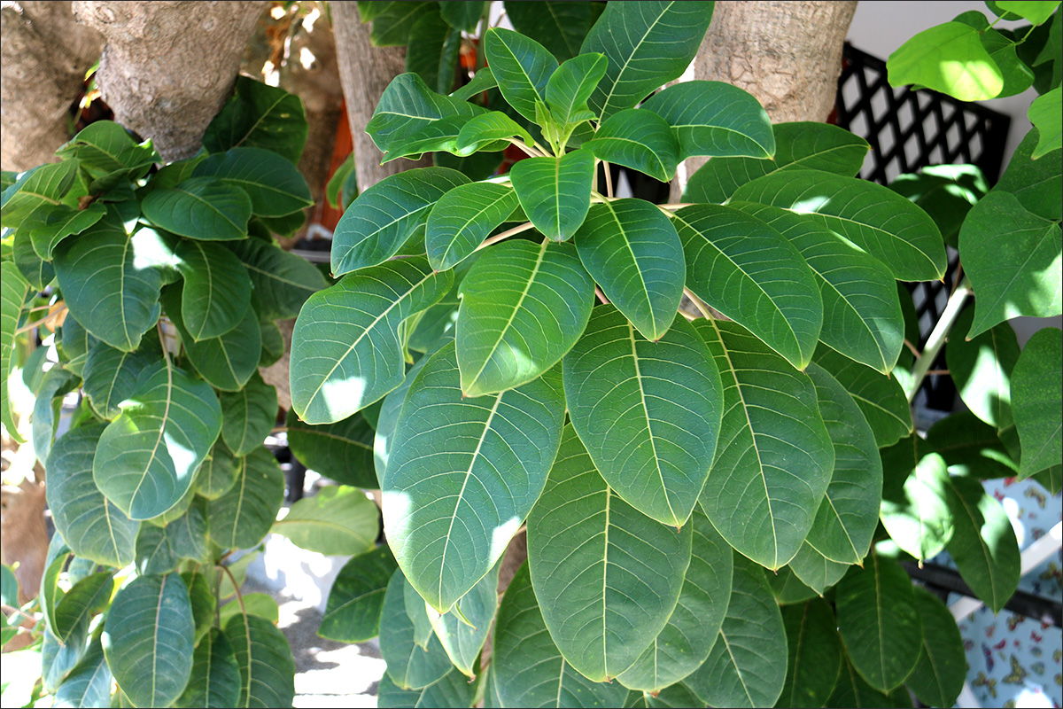 Image of Phytolacca dioica specimen.