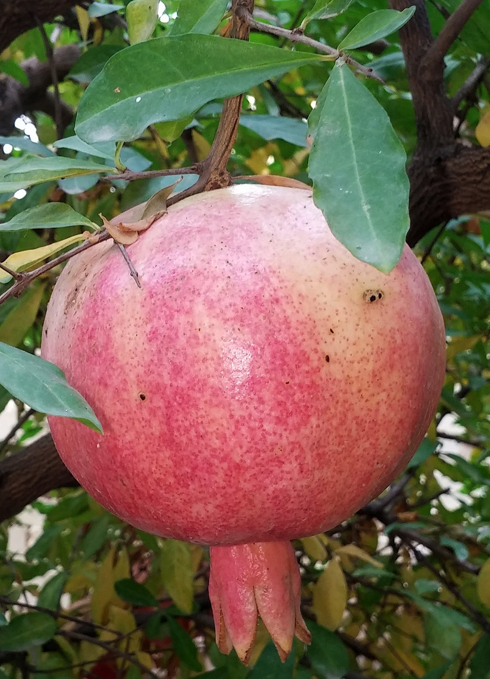 Image of Punica granatum specimen.