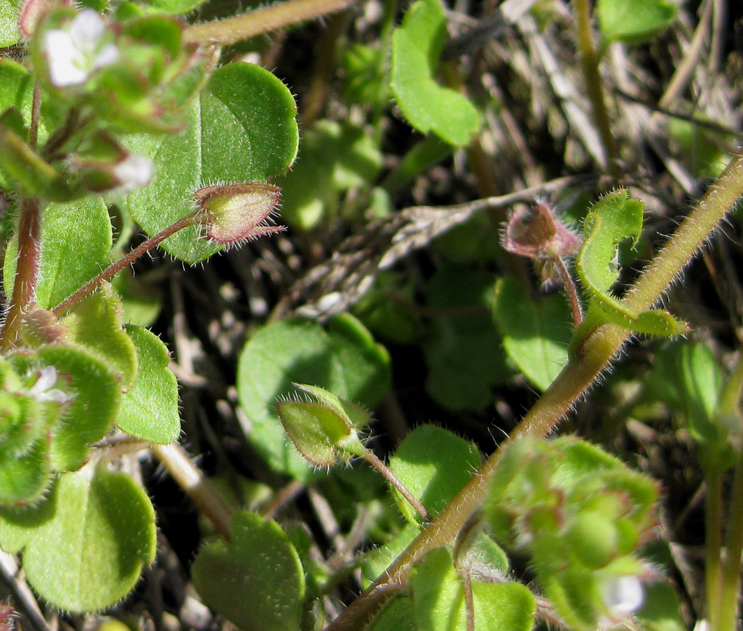 Image of Veronica hederifolia specimen.