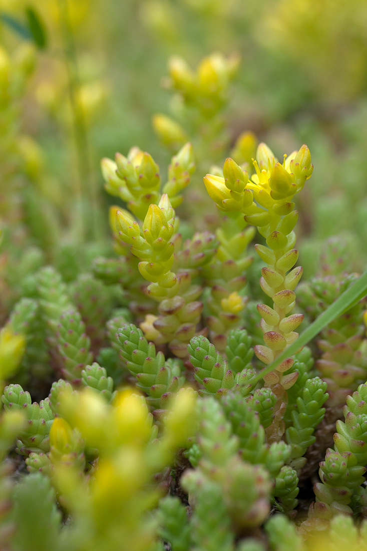 Изображение особи Sedum acre.