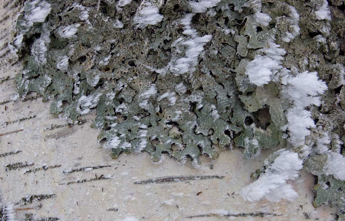 Изображение особи Parmelia sulcata.