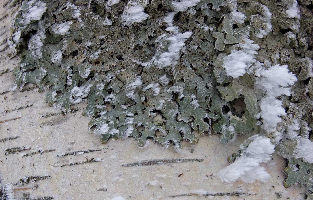 Image of Parmelia sulcata specimen.