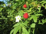 Rubus rosifolius. Цветок, плоды и листья. Австралия, Квинсленд, г. Голд-Кост (Benowa), ботанический сад. 11.10.2015.