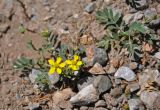 Potentilla orientalis. Цветущее и отцветшее растения. Таджикистан, Фанские горы, верховья р. Чапдара, ≈ 2800 м н.у.м., осыпающийся сухой склон. 31.07.2017.