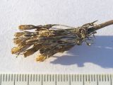 Primula algida