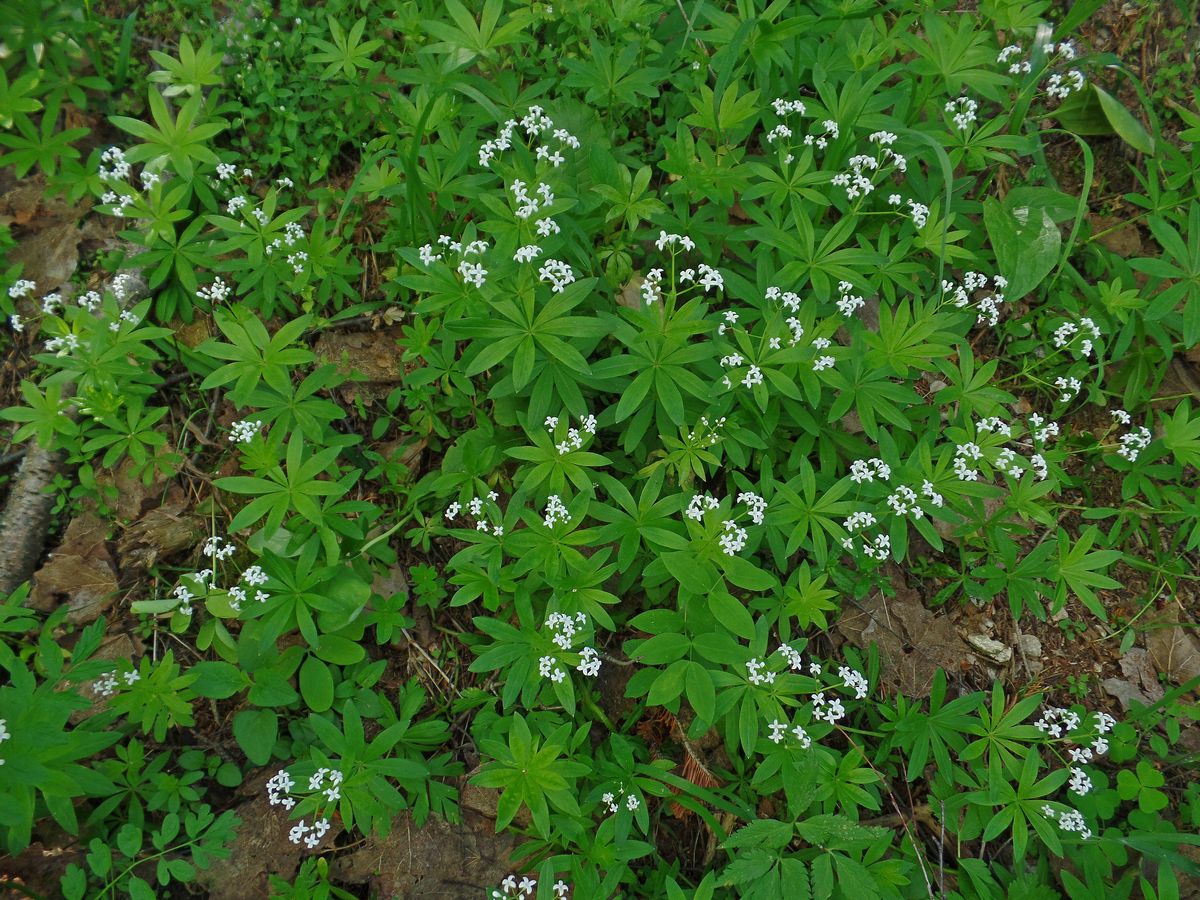 Image of Galium odoratum specimen.