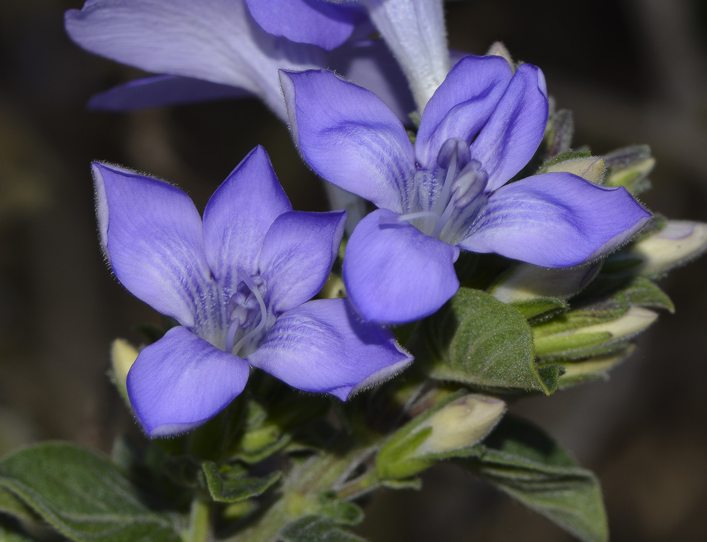 Image of Barleria obtusa specimen.