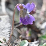 род Viola. Верхушка побега с цветком. Азербайджан, Гахский р-н, долина р. Курмухчай, окраина с. Илису. 8 апреля 2017 г.